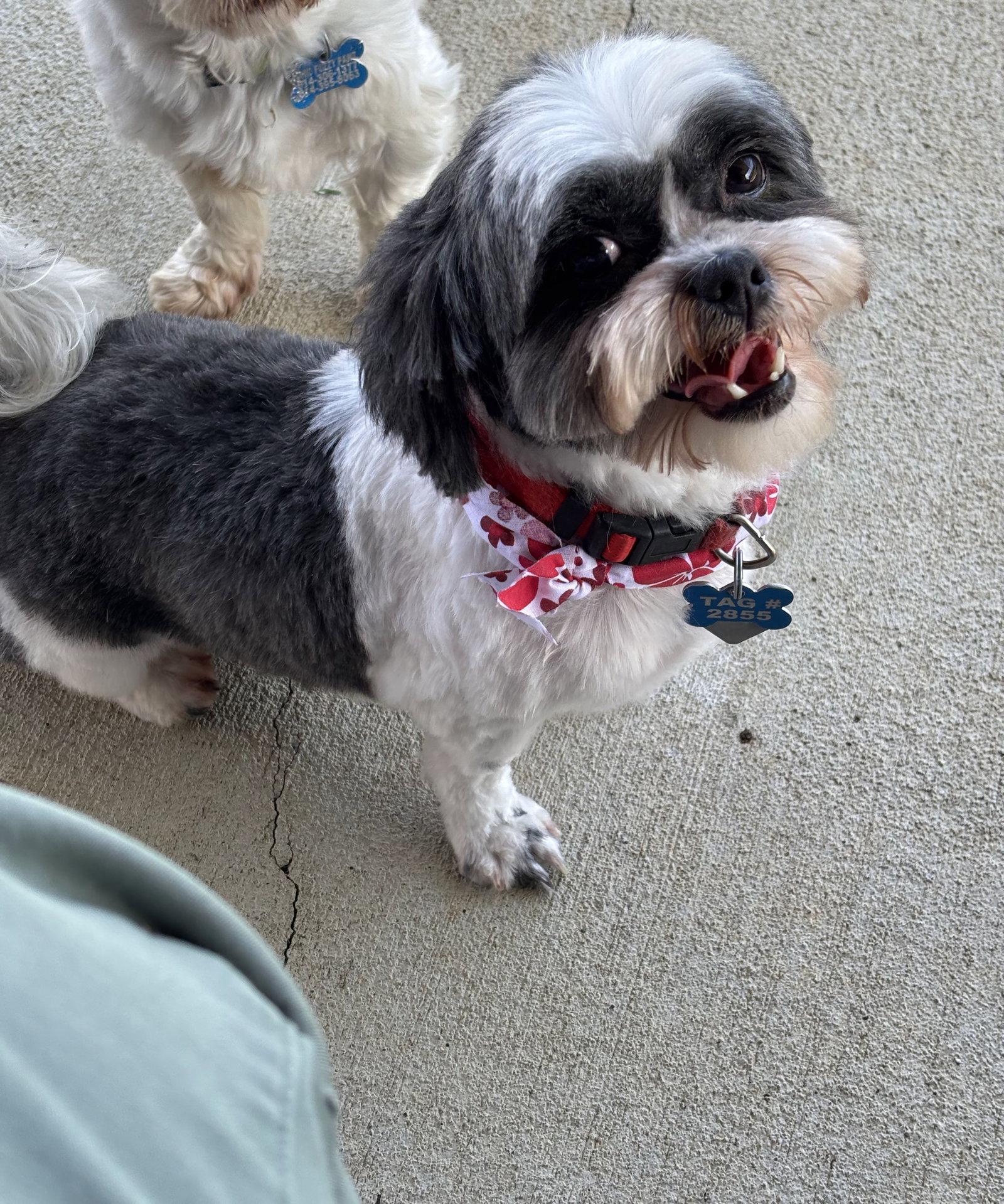 Oakley-ARR, a Adoptable Shih Tzu in Pataskala, OH image 3/3