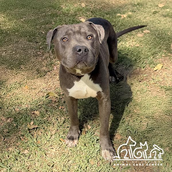 MOON, Adoptable, Adult Male Pit Bull Terrier.