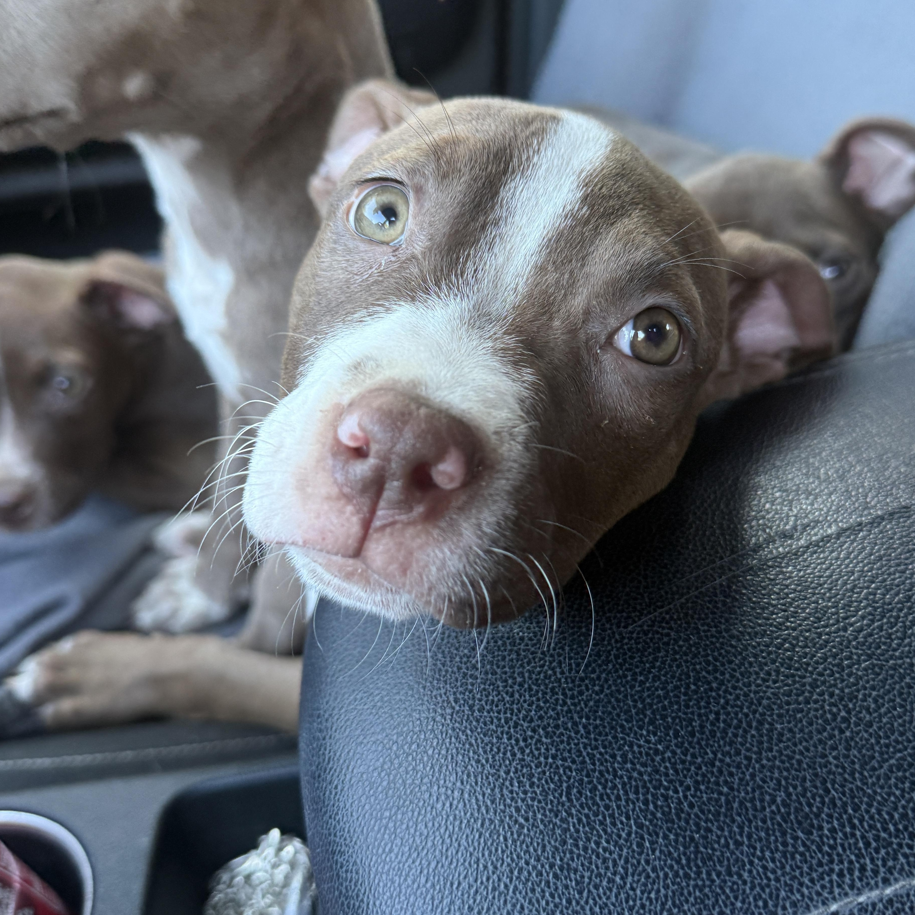 Enlarge Linguine, a Adoptable mixed breed in Deltona, FL image 3/3