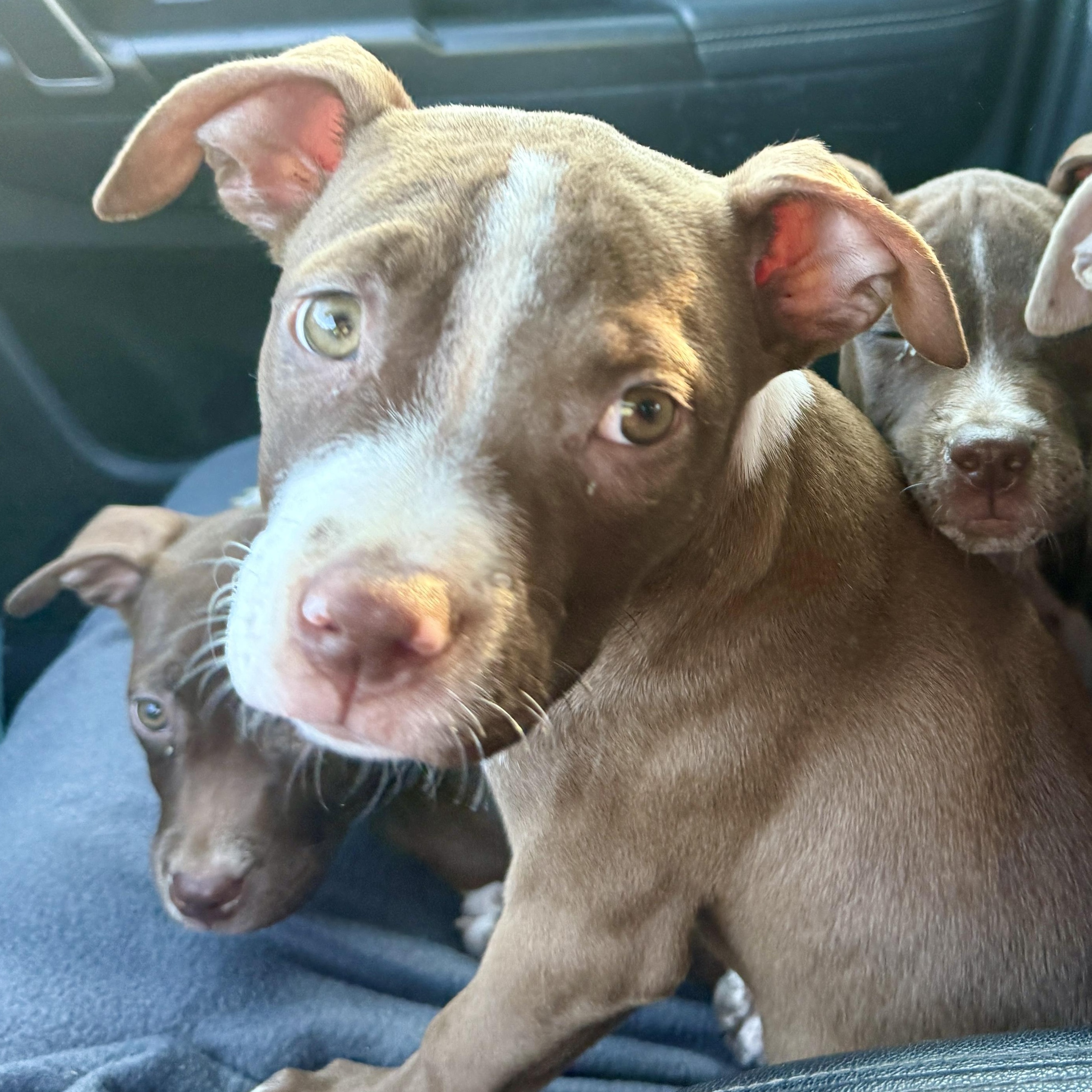 Linguine, Adoptable, Puppy Female American Staffordshire Terrier & Pit Bull Terrier.