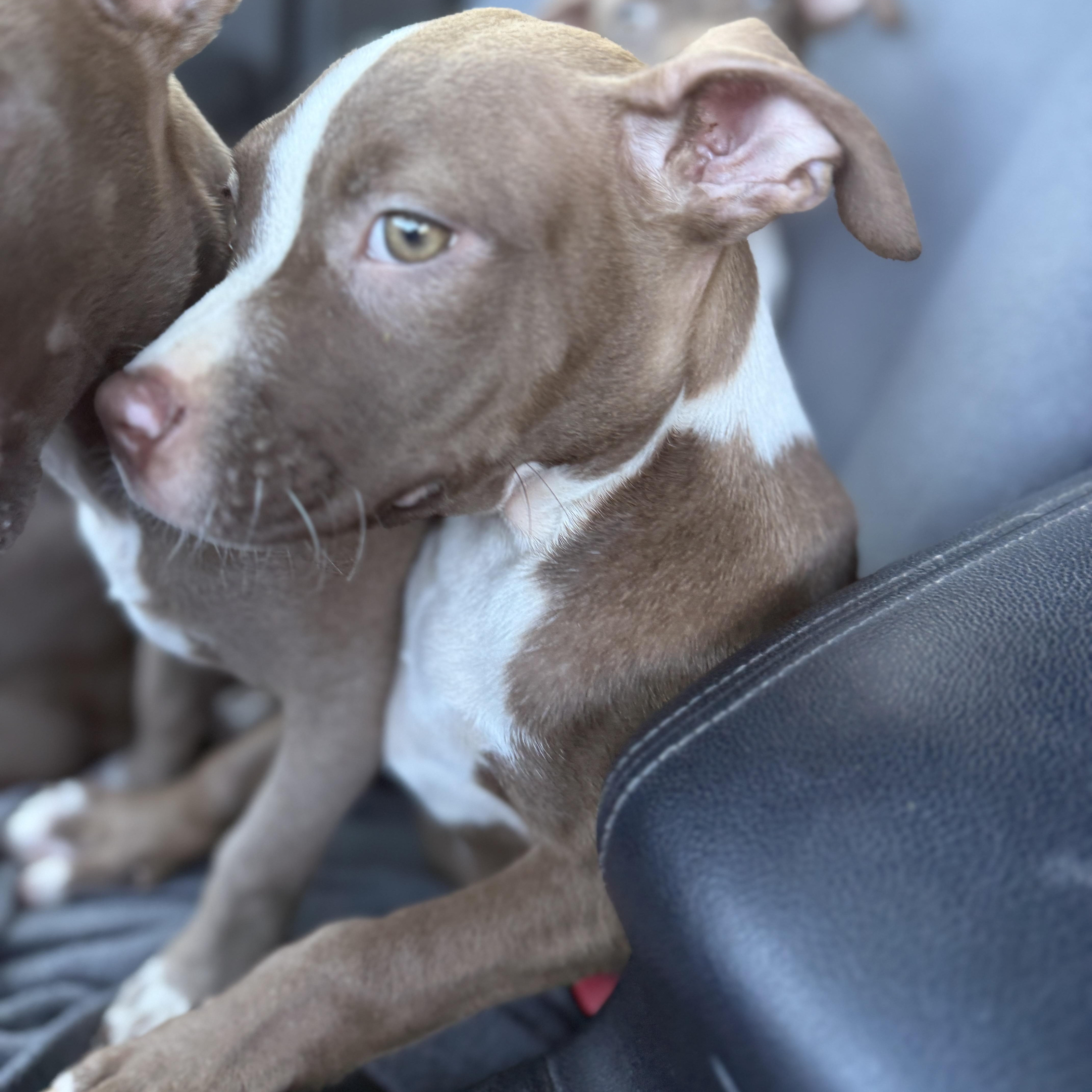 Enlarge Linguine, a Adoptable mixed breed in Deltona, FL image 2/3