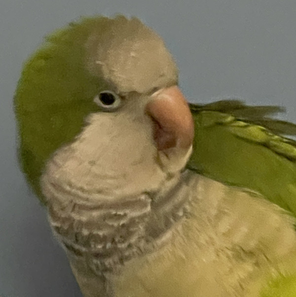 Peanut, Adoptable, Adult Male Quaker Parakeet.