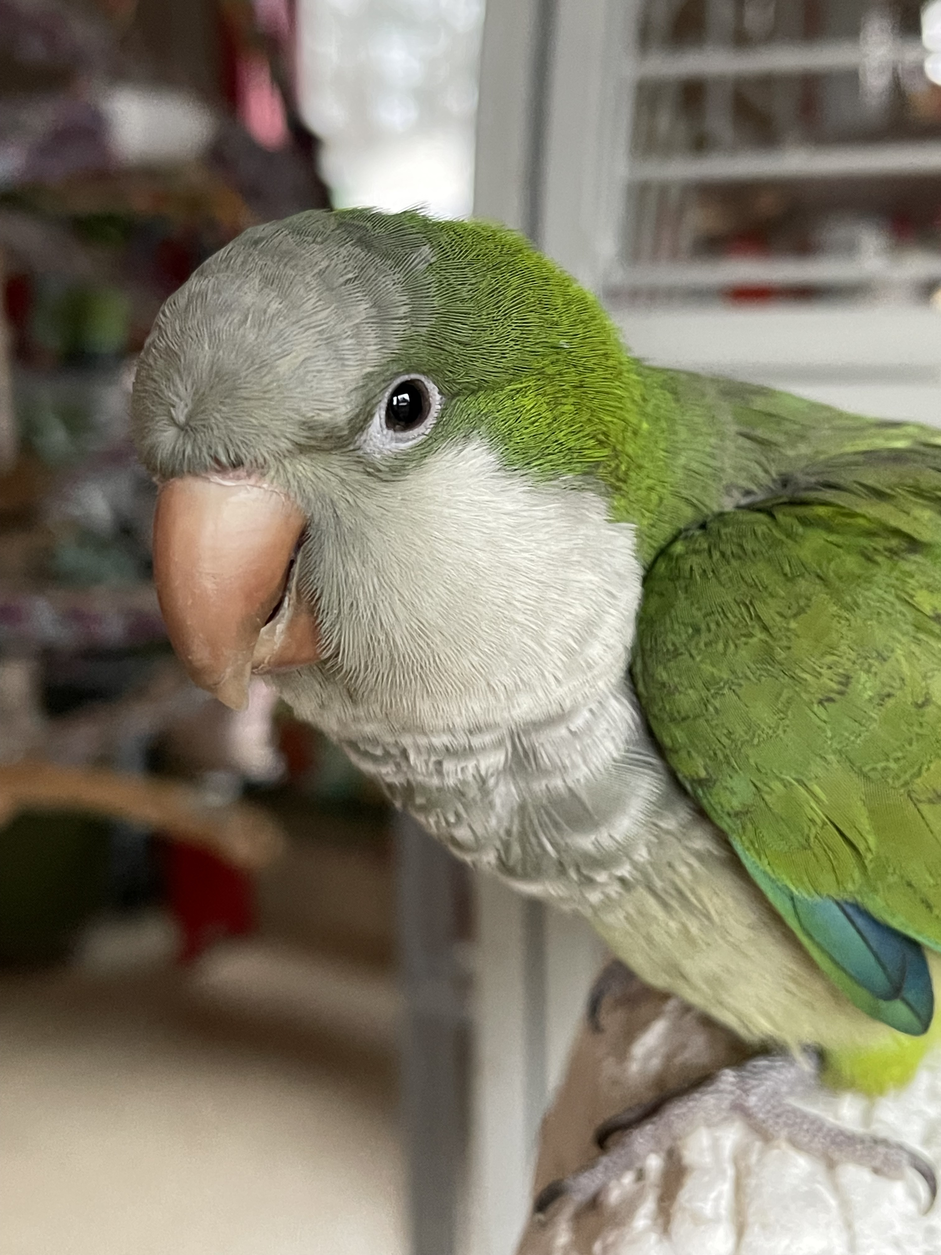 Enlarge Peanut, a Adoptable Quaker Parakeet in Alexander, NC image 2/2