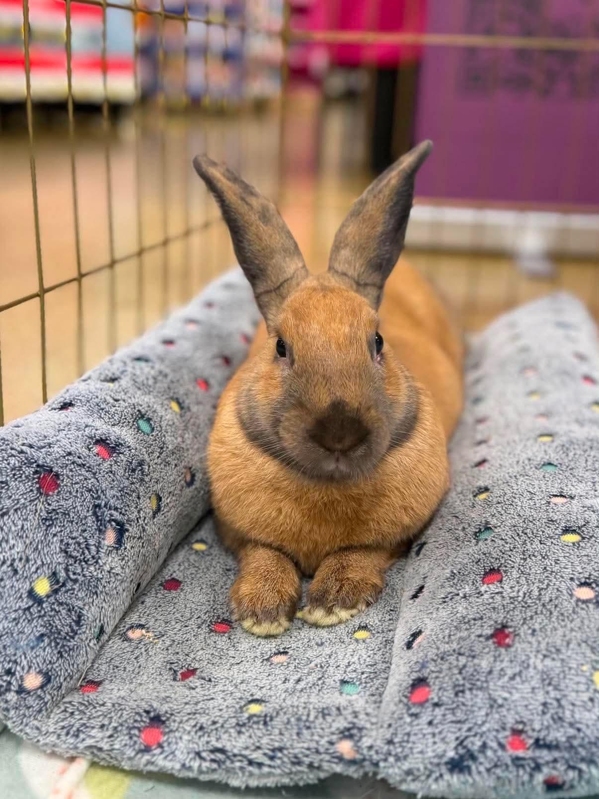 Pluto, ADOPTABLE, Young Male Cinnamon.