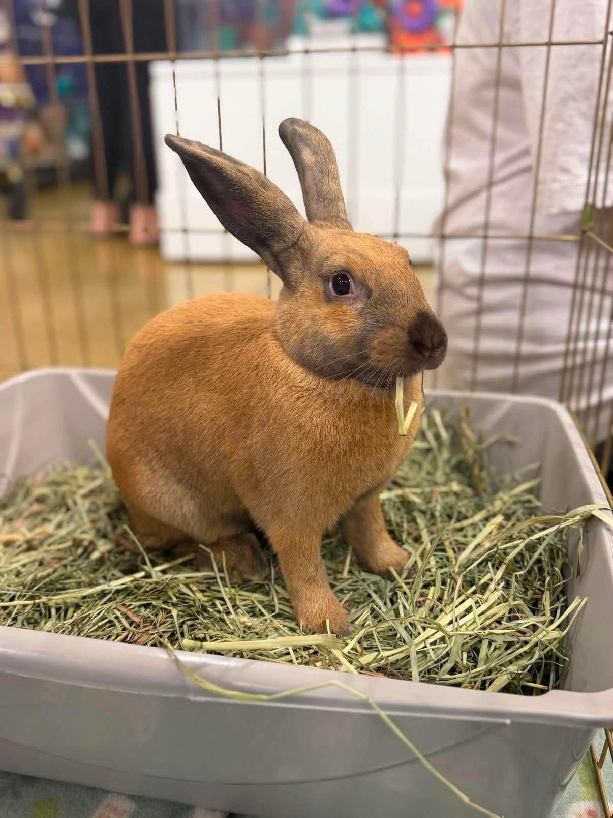 Enlarge Pluto, a ADOPTABLE Cinnamon in San Antonio, TX image 3/4