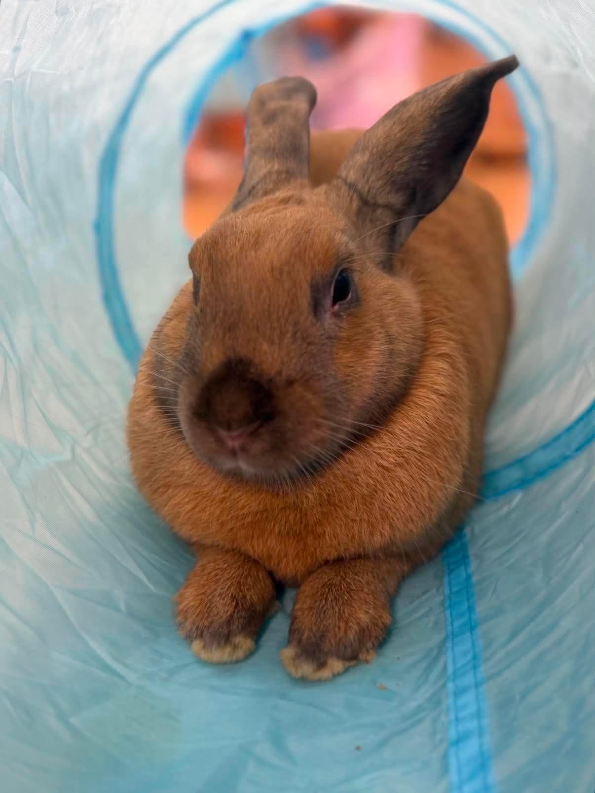 Enlarge Pluto, a ADOPTABLE Cinnamon in San Antonio, TX image 4/4