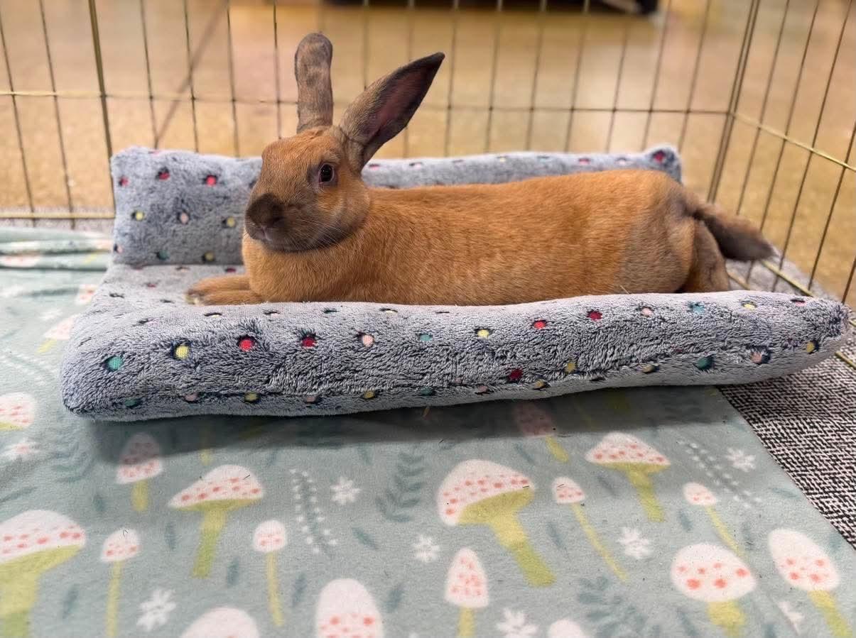 Enlarge Pluto, a ADOPTABLE Cinnamon in San Antonio, TX image 2/4