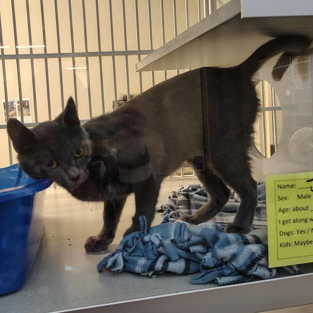 Jazmin, Adoptable, Young Female Domestic Short Hair.