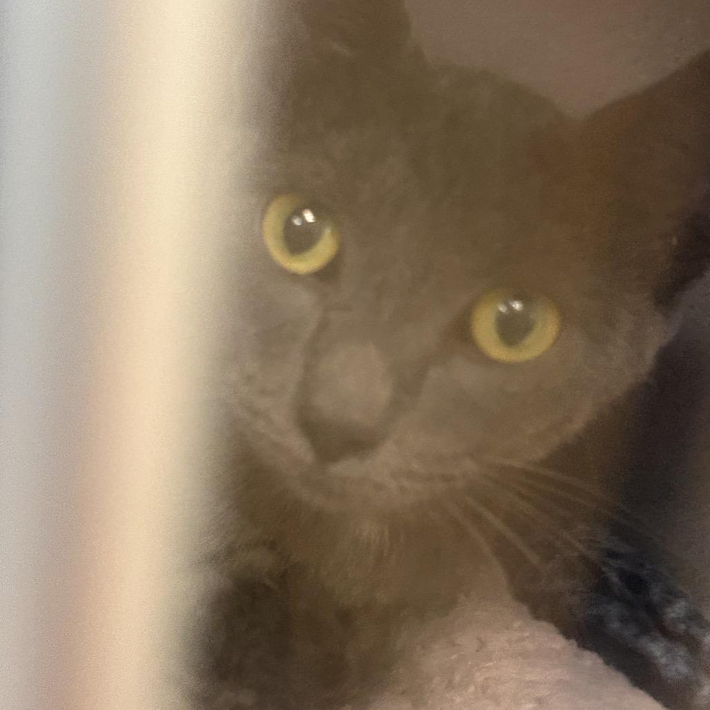 Enlarge Jazmin, a Adoptable Domestic Short Hair in Cedar Rapids, IA image 2/3