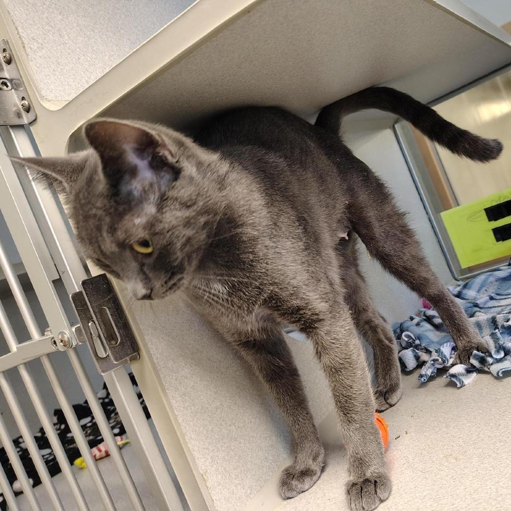 Enlarge Jazmin, a Adoptable Domestic Short Hair in Cedar Rapids, IA image 3/3