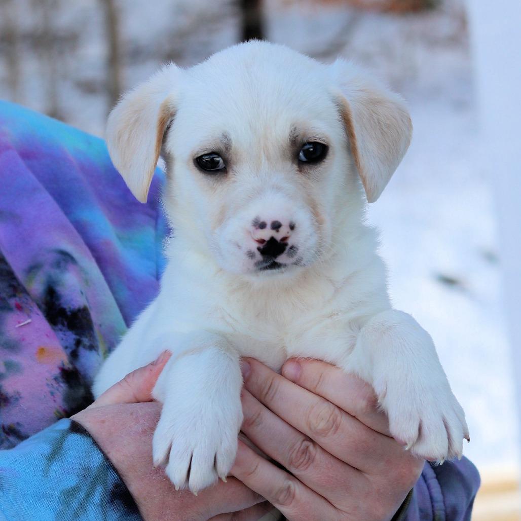 CT Norma Jeanne, Adoptable, Puppy Female Hound & German Shepherd Dog.