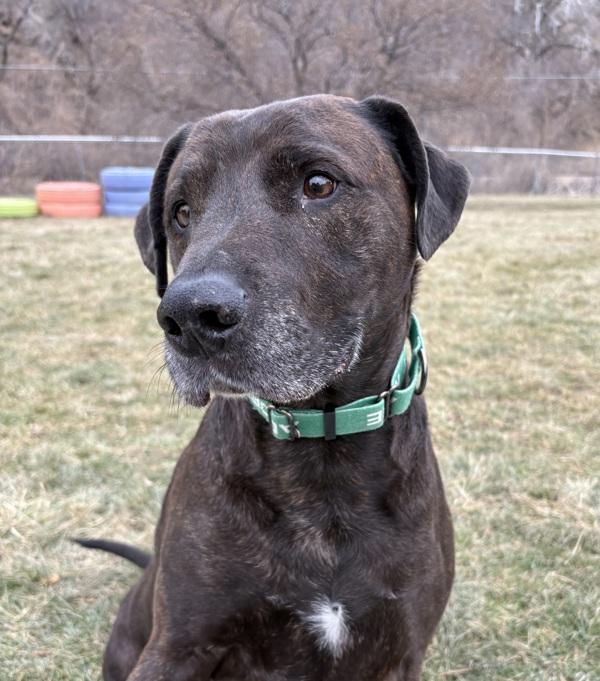 Enlarge Rufus, a Adoptable mixed breed in Sioux City, IA image 1/6
