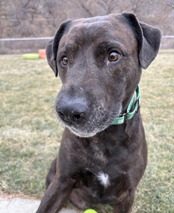 Enlarge Rufus, a Adoptable mixed breed in Sioux City, IA image 2/6