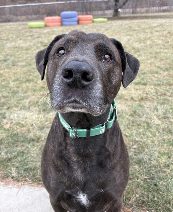 Enlarge Rufus, a Adoptable mixed breed in Sioux City, IA image 3/6