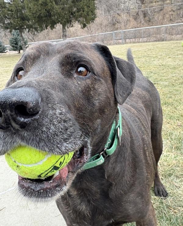 Enlarge Rufus, a Adoptable mixed breed in Sioux City, IA image 4/6