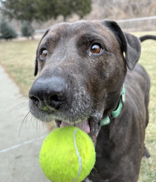Enlarge Rufus, a Adoptable mixed breed in Sioux City, IA image 5/6