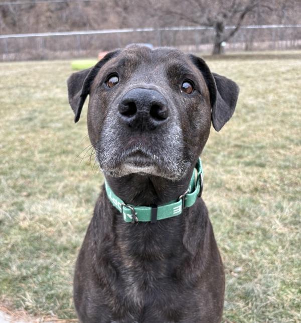 Enlarge Rufus, a Adoptable mixed breed in Sioux City, IA image 6/6