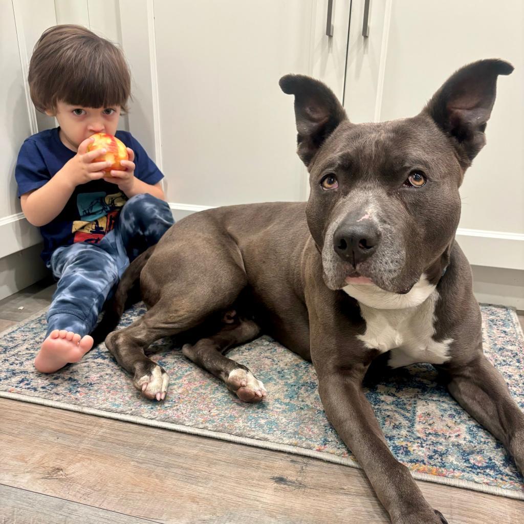 Fozzie Bear, Adoptable, Senior Male Pit Bull Terrier.