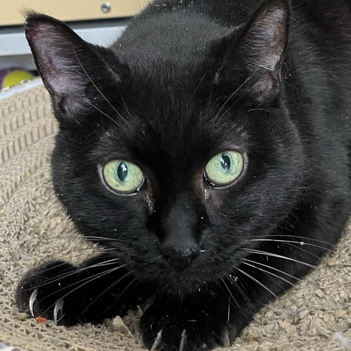 Princess - AC Kitty!, Adoptable, Senior Female Domestic Short Hair.