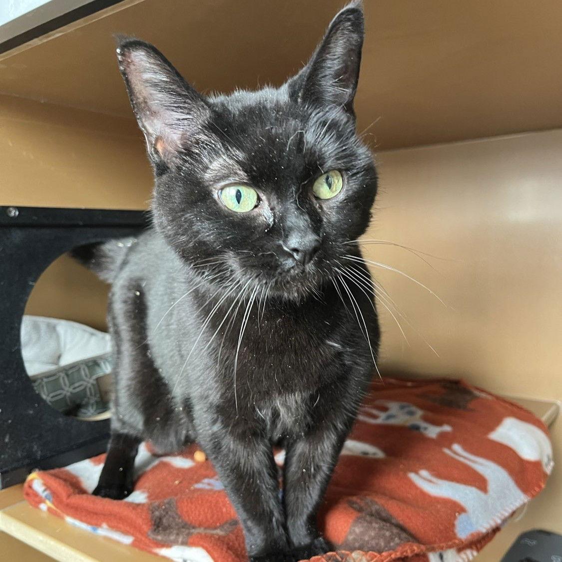 Enlarge Princess - AC Kitty!, a Adoptable Domestic Short Hair in Laramie, WY image 2/3