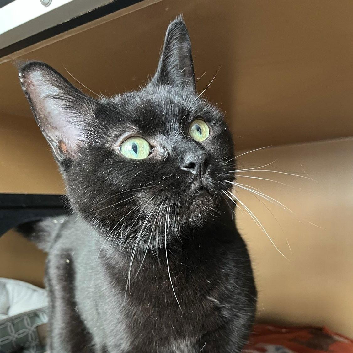 Enlarge Princess - AC Kitty!, a Adoptable Domestic Short Hair in Laramie, WY image 3/3