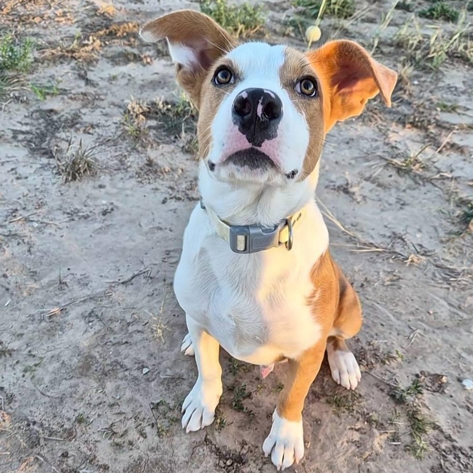 Biscuit, Adoptable, Young Male Yellow Labrador Retriever & Bulldog.