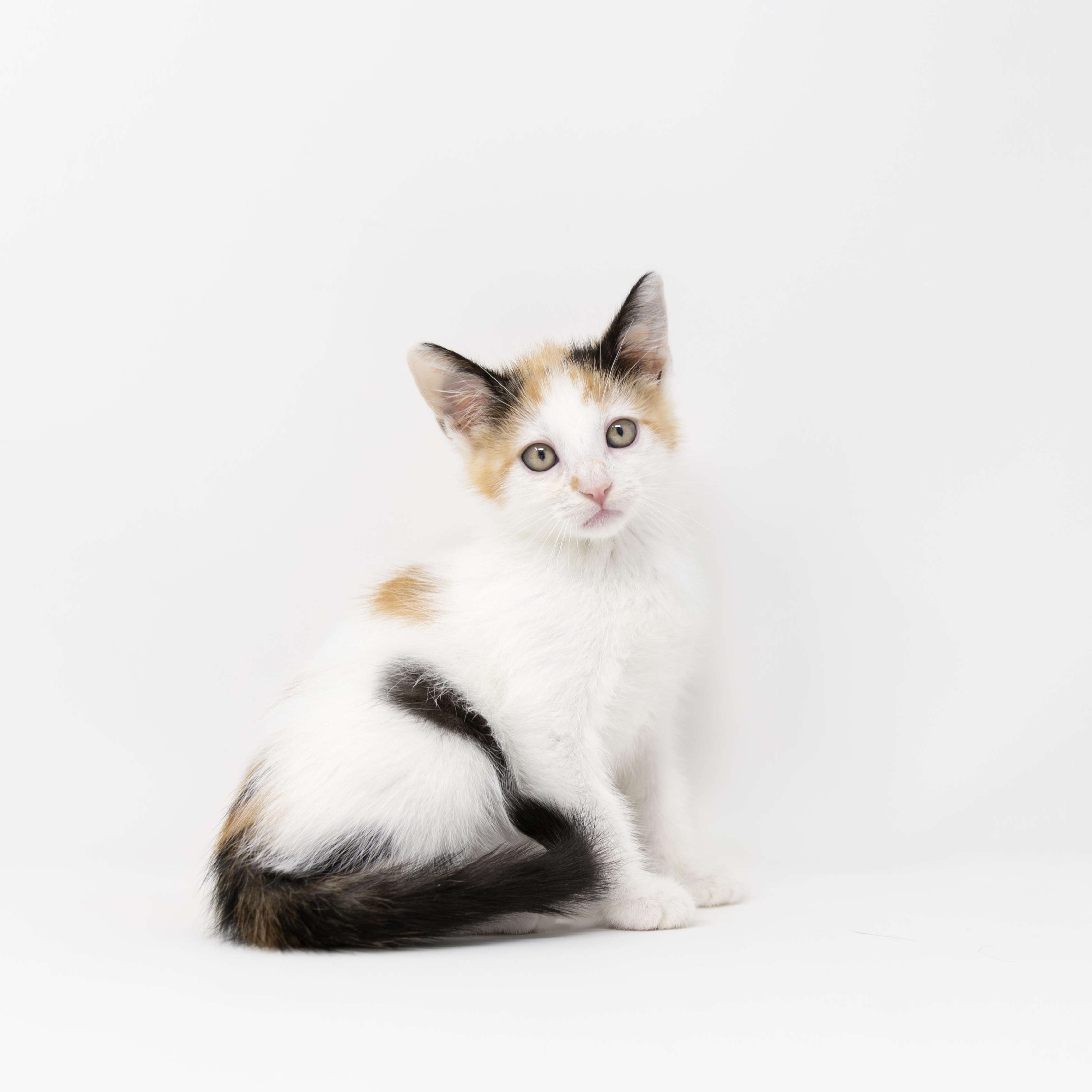 Enlarge Bree, an adopted Calico in Trophy Club, TX image 1/4