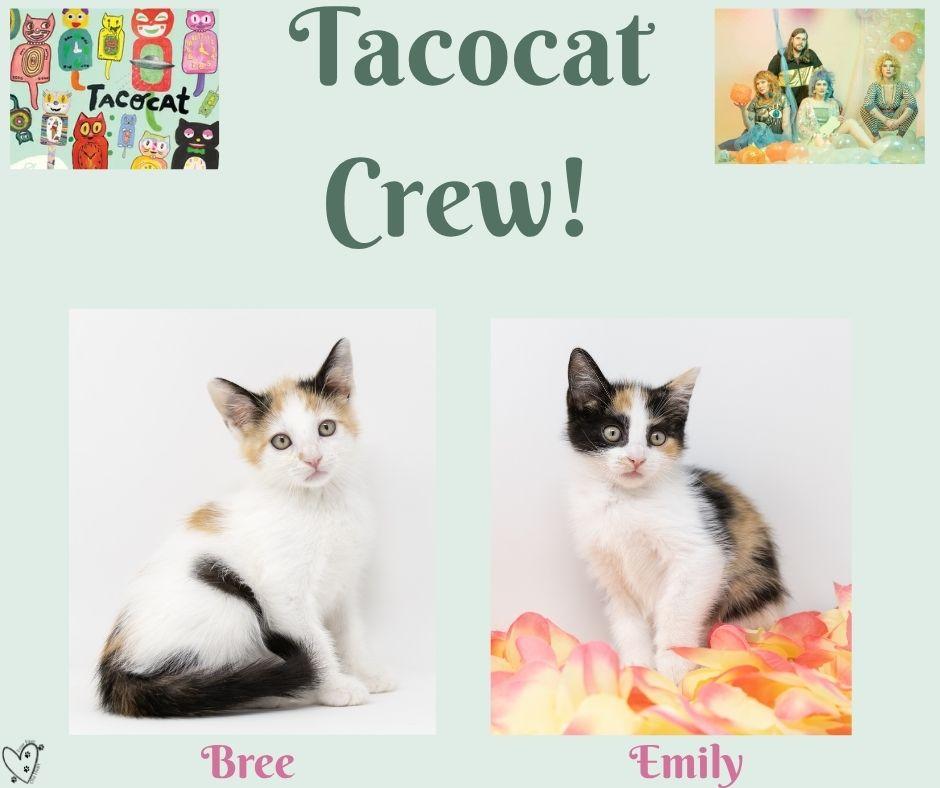 Enlarge Bree, an adopted Calico in Trophy Club, TX image 4/4