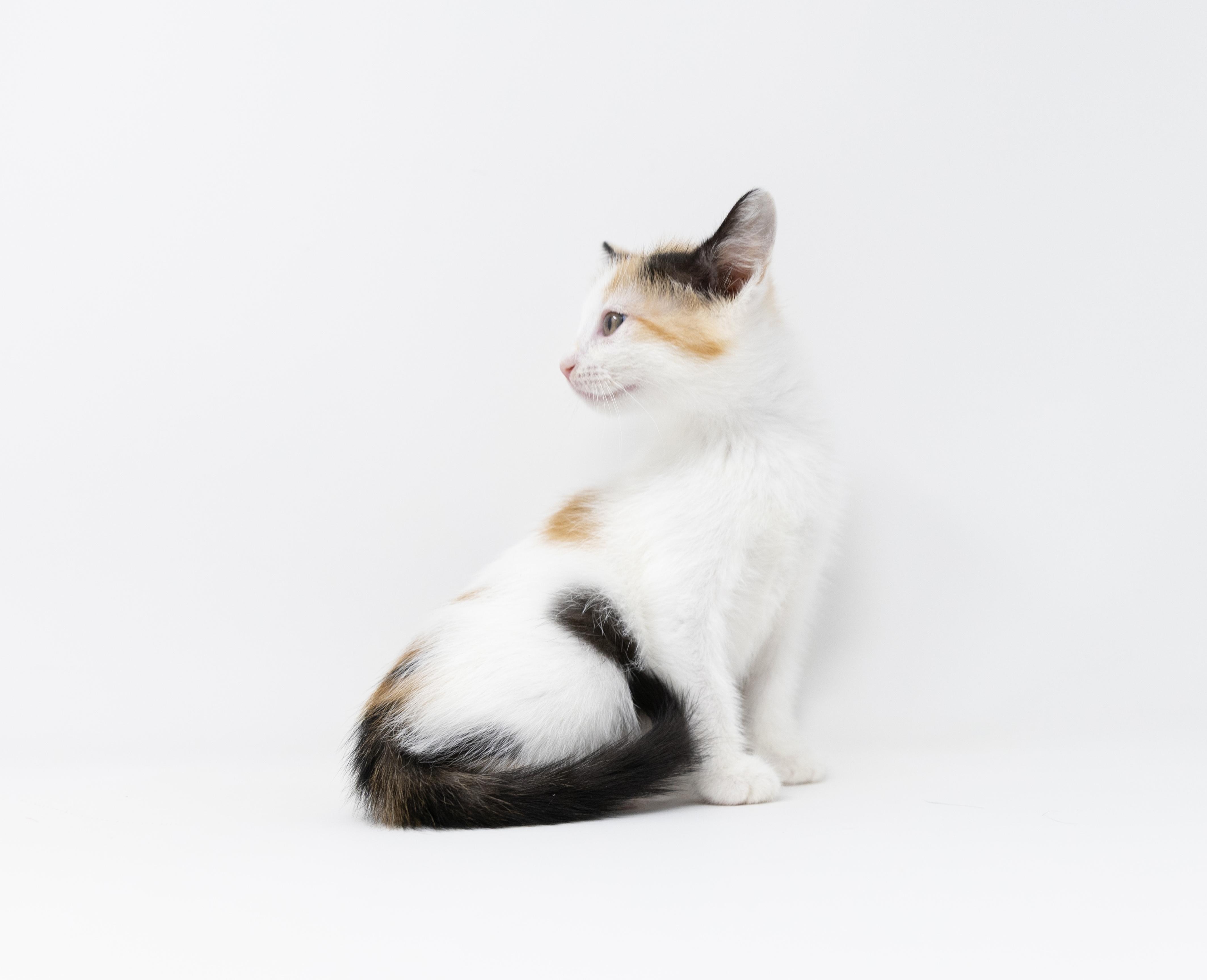 Enlarge Bree, an adopted Calico in Trophy Club, TX image 3/4