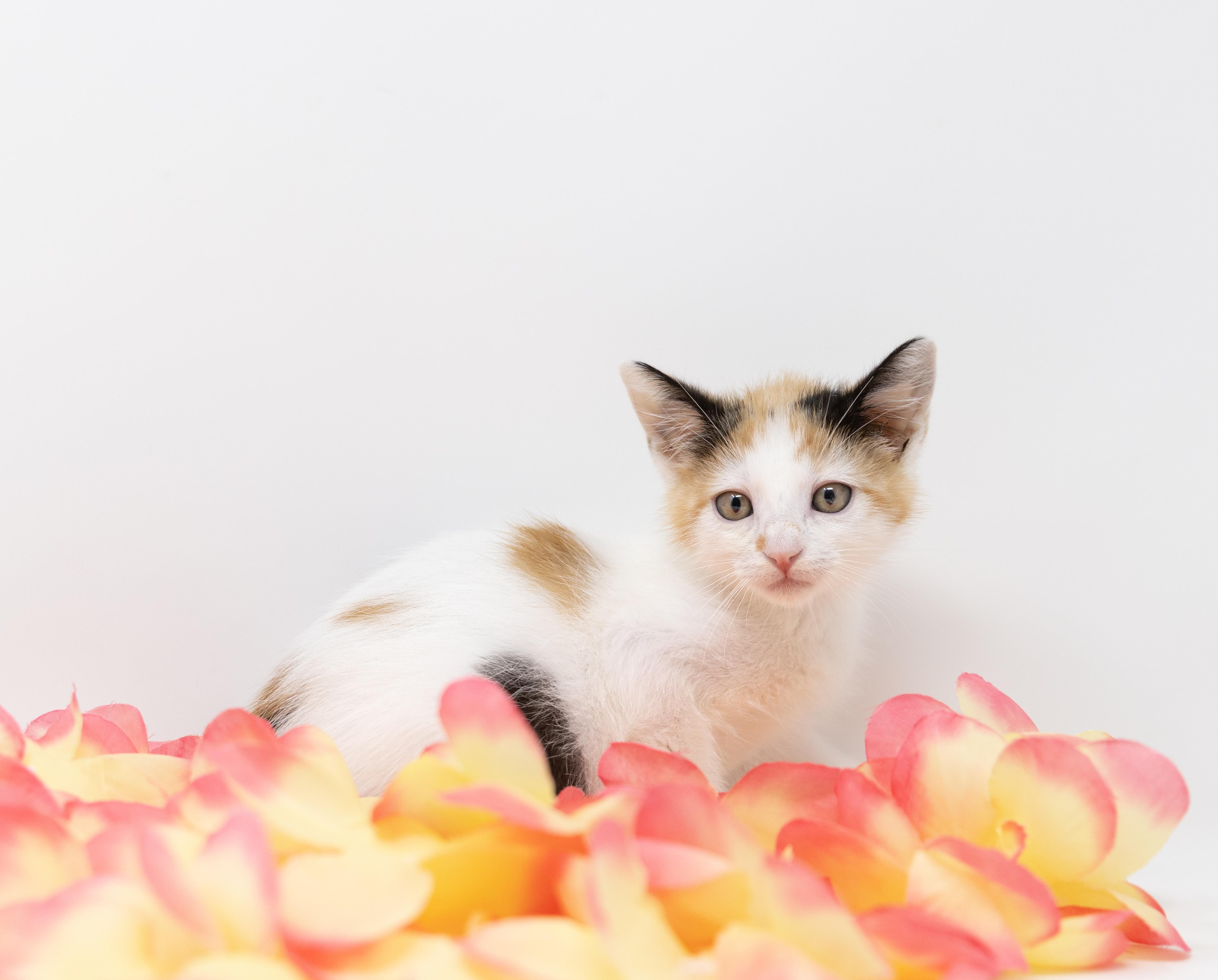 Enlarge Bree, an adopted Calico in Trophy Club, TX image 2/4