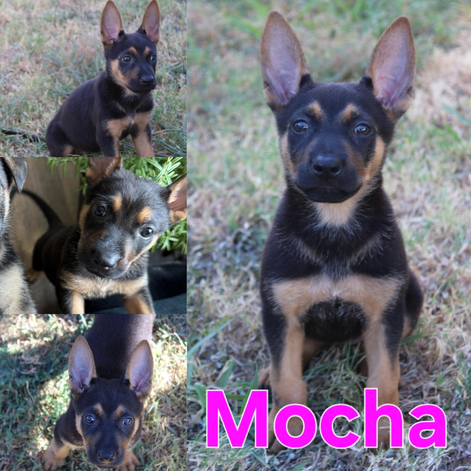 Mocha, Adopted, Puppy Female German Shepherd Dog.