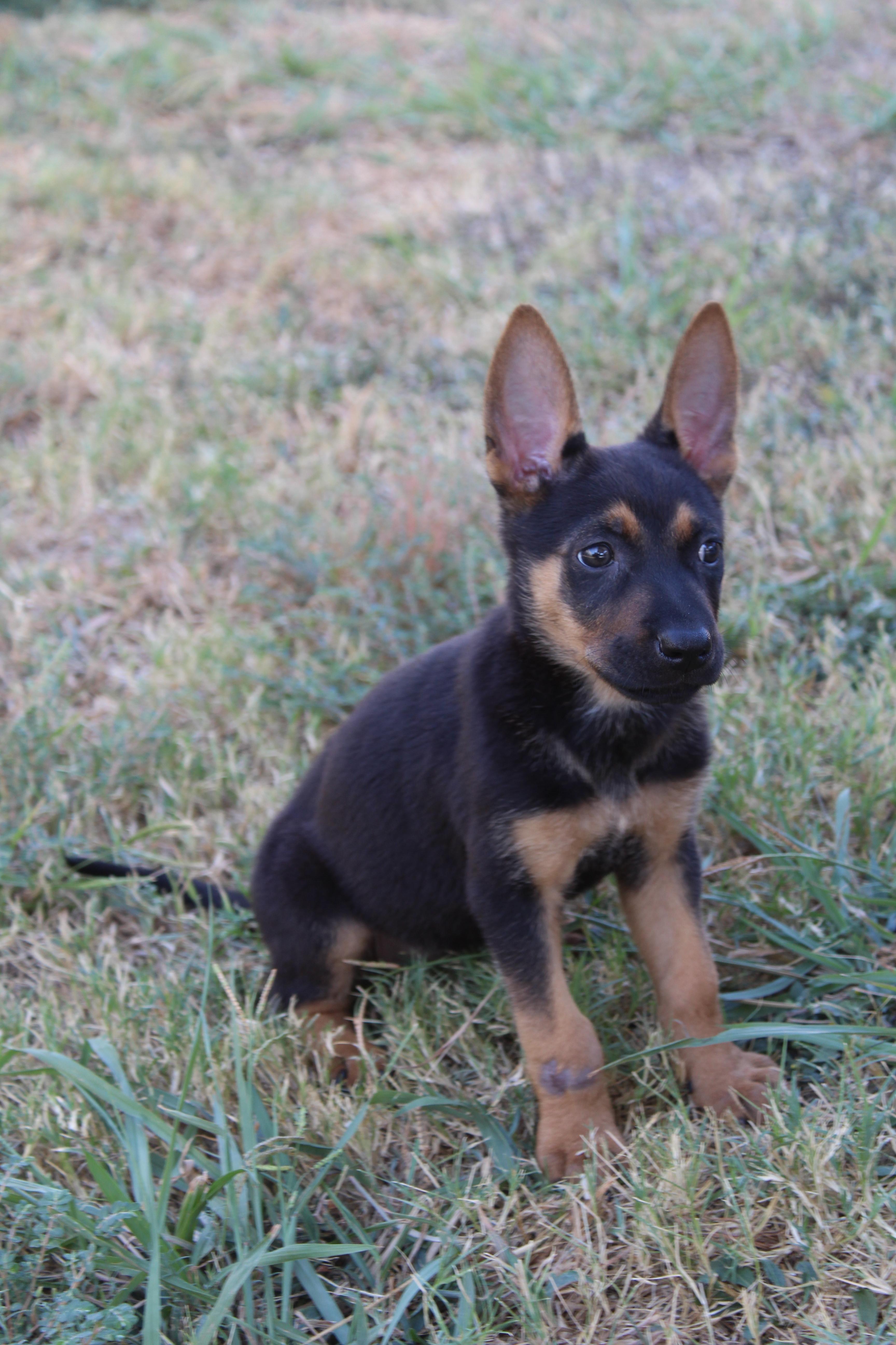Enlarge Mocha, a Adopted mixed breed in Dallas, TX image 5/6
