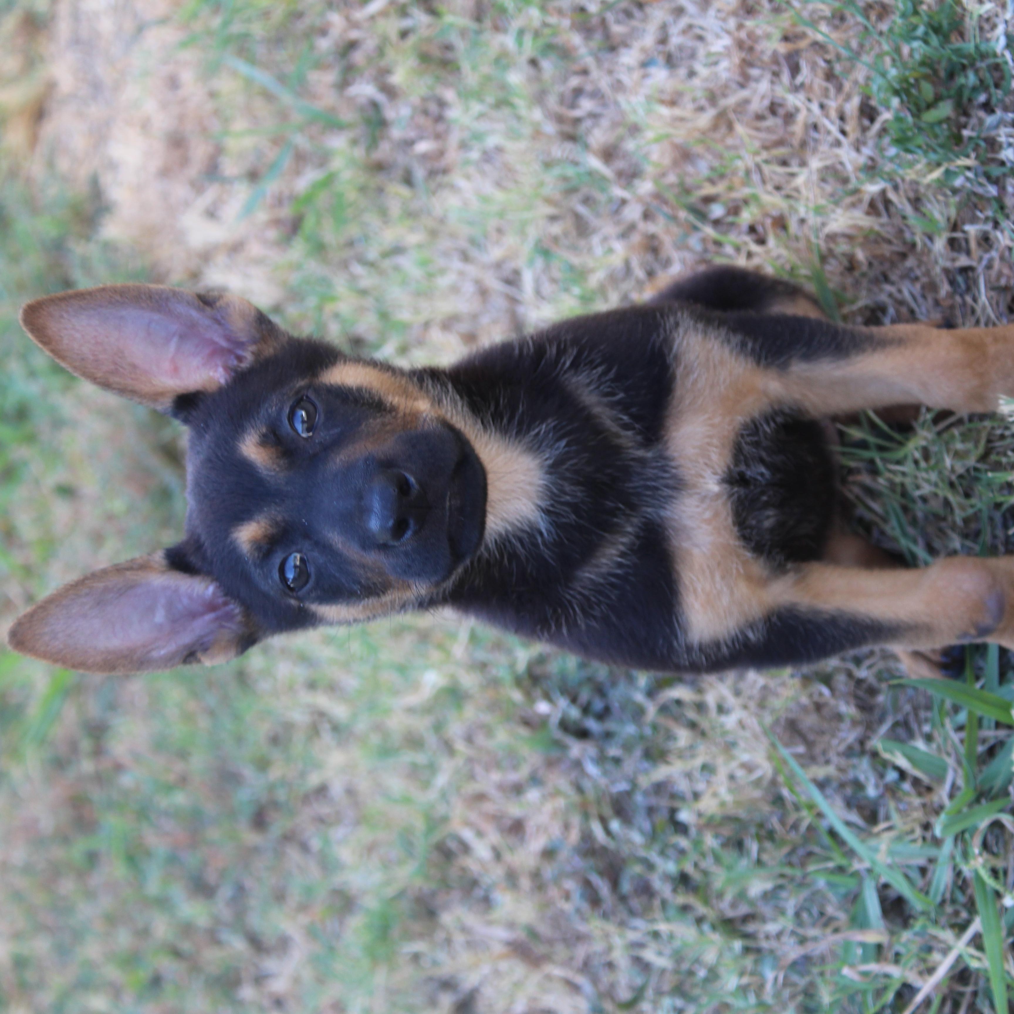 Enlarge Mocha, a Adopted mixed breed in Dallas, TX image 6/6
