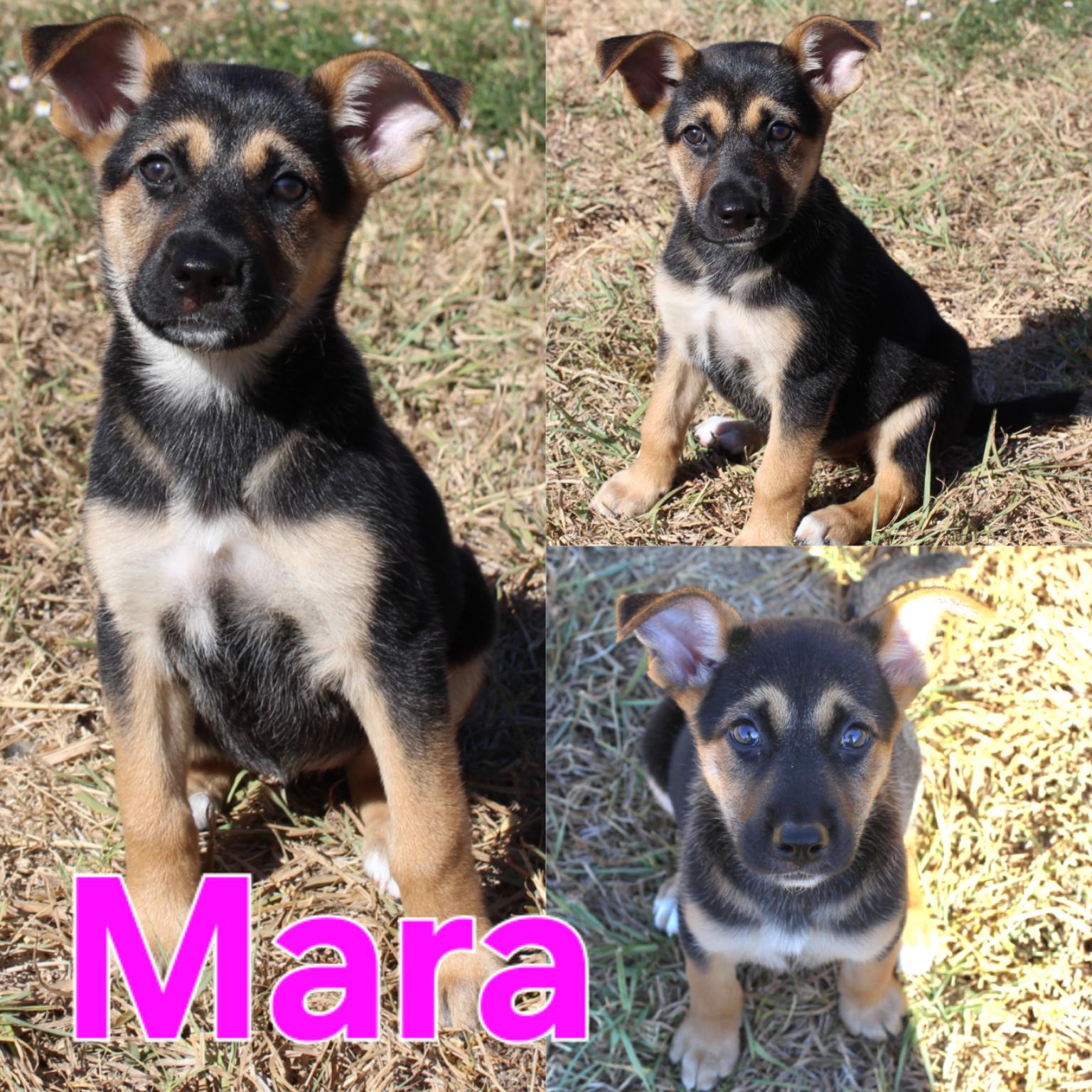 Enlarge Mocha, a Adopted mixed breed in Dallas, TX image 3/6