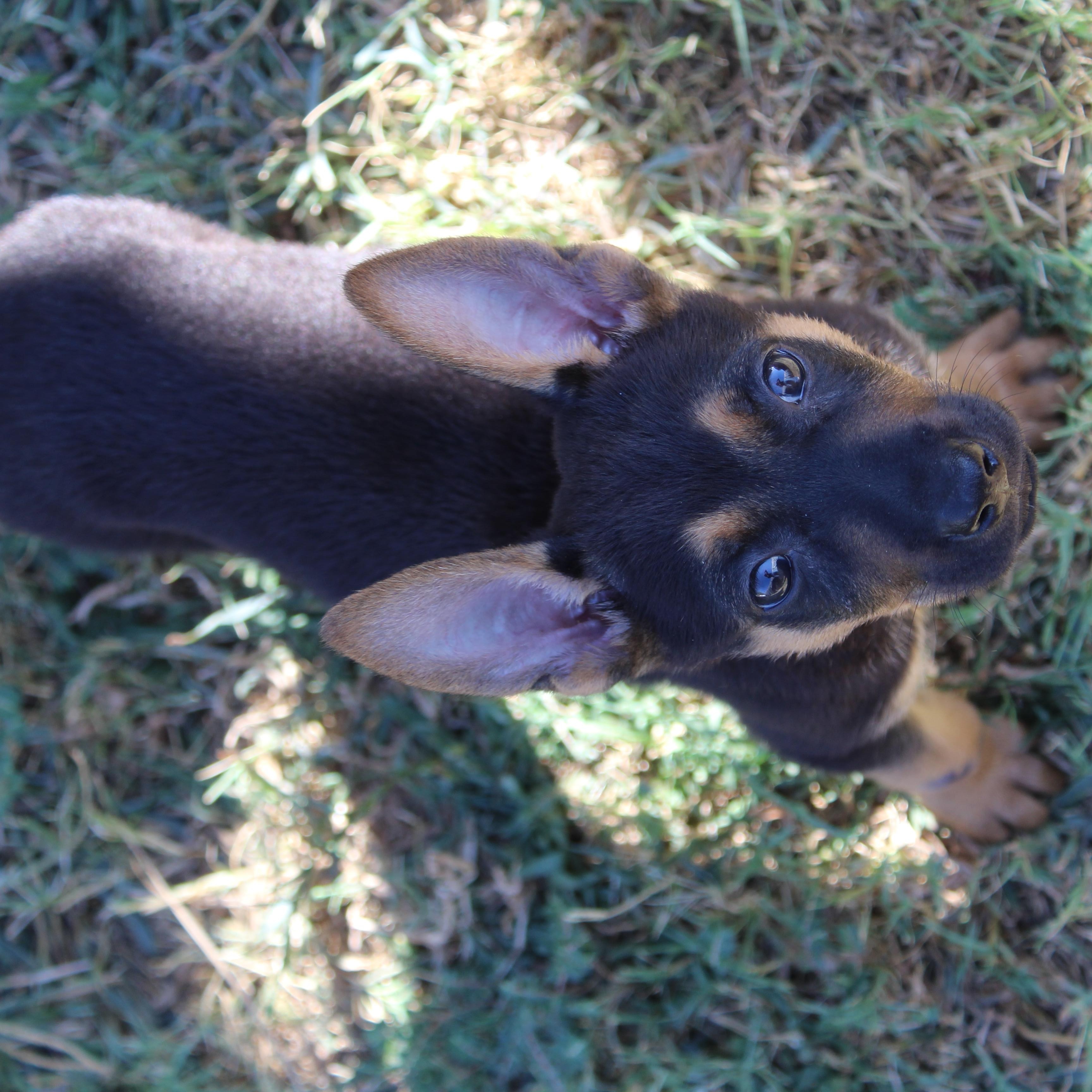 Enlarge Mocha, a Adopted mixed breed in Dallas, TX image 4/6