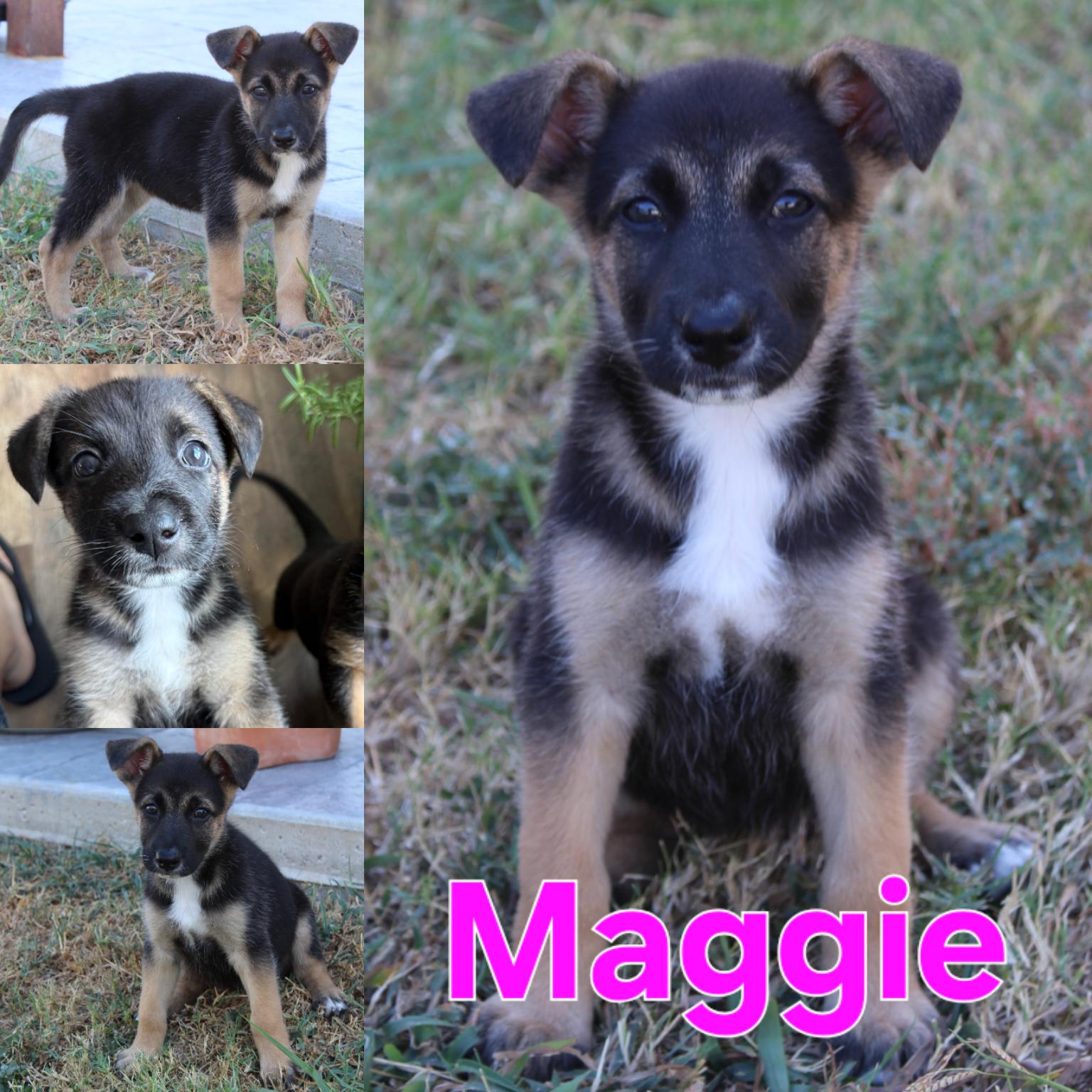Enlarge Mocha, a Adopted mixed breed in Dallas, TX image 2/6