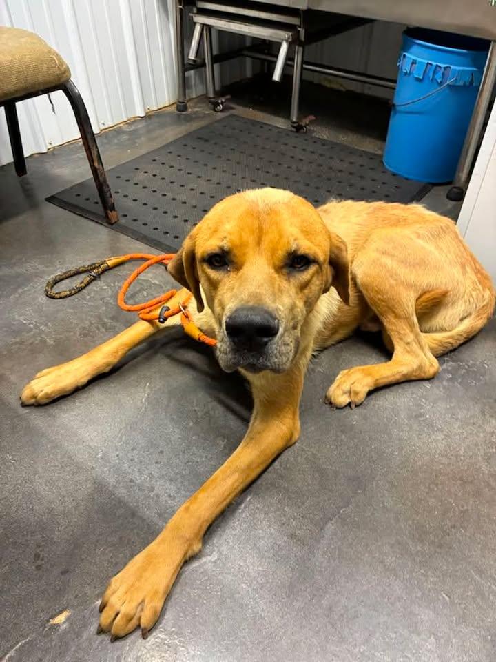 Riley, ADOPTABLE, Adult Male Mixed Breed & Black Mouth Cur.