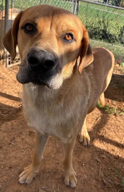 Riley(Sponsored), Adoptable, Adult Male Mixed Breed & Black Mouth Cur.