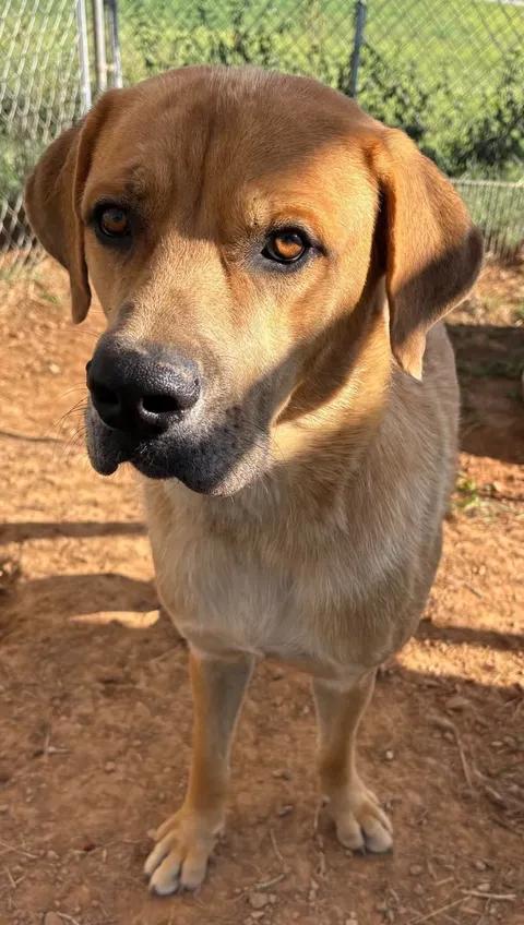 Enlarge Riley(Sponsored), a Adoptable mixed breed in Munfordville, KY image 2/2