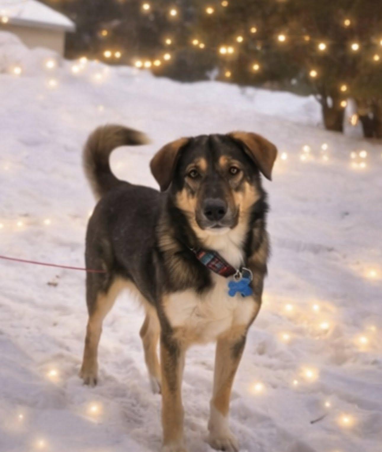 Mikey, a ADOPTABLE mixed breed in Newmarket, ON image 3/6