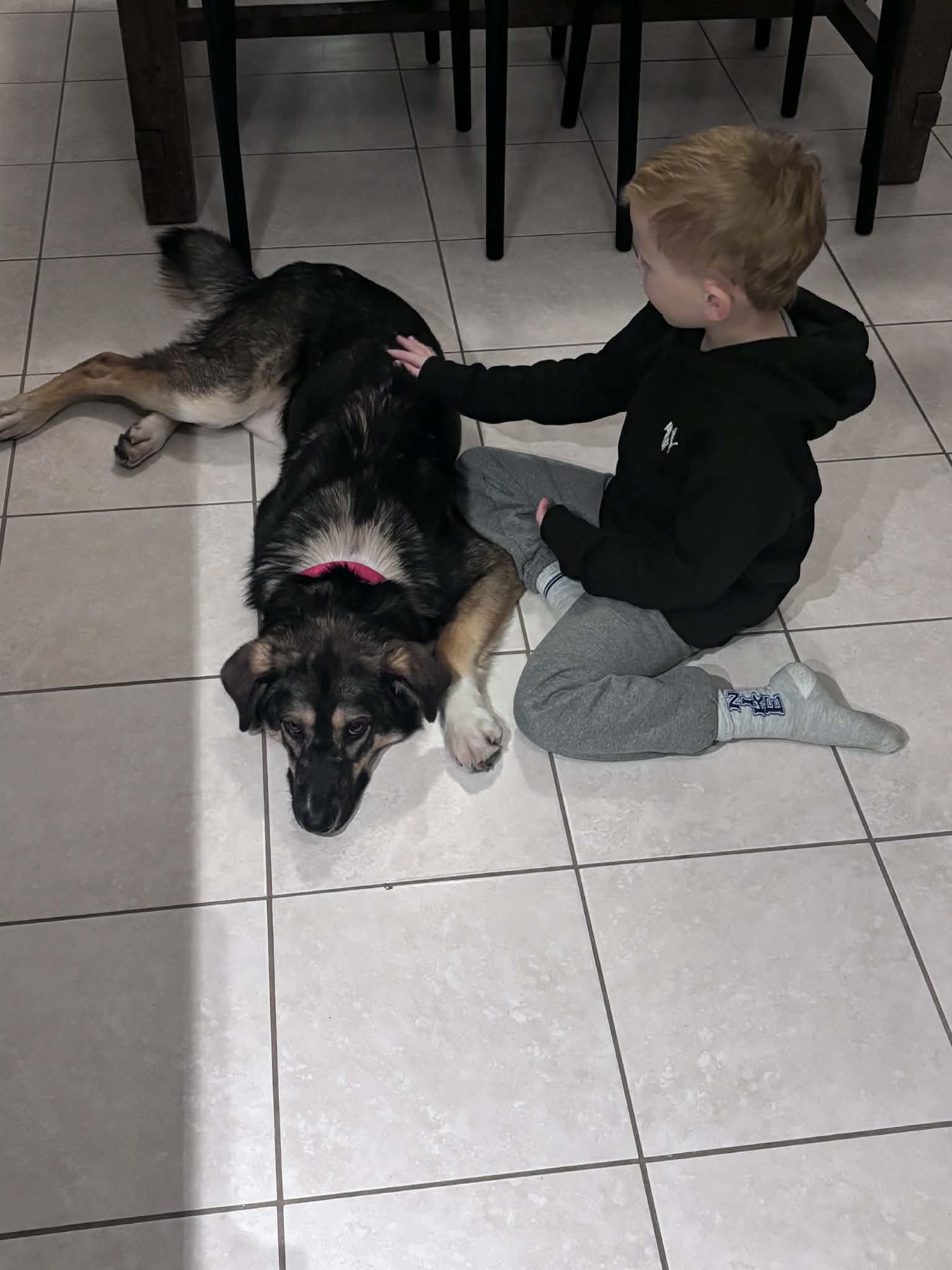 Enlarge Mikey, a ADOPTABLE mixed breed in Newmarket, ON image 2/5