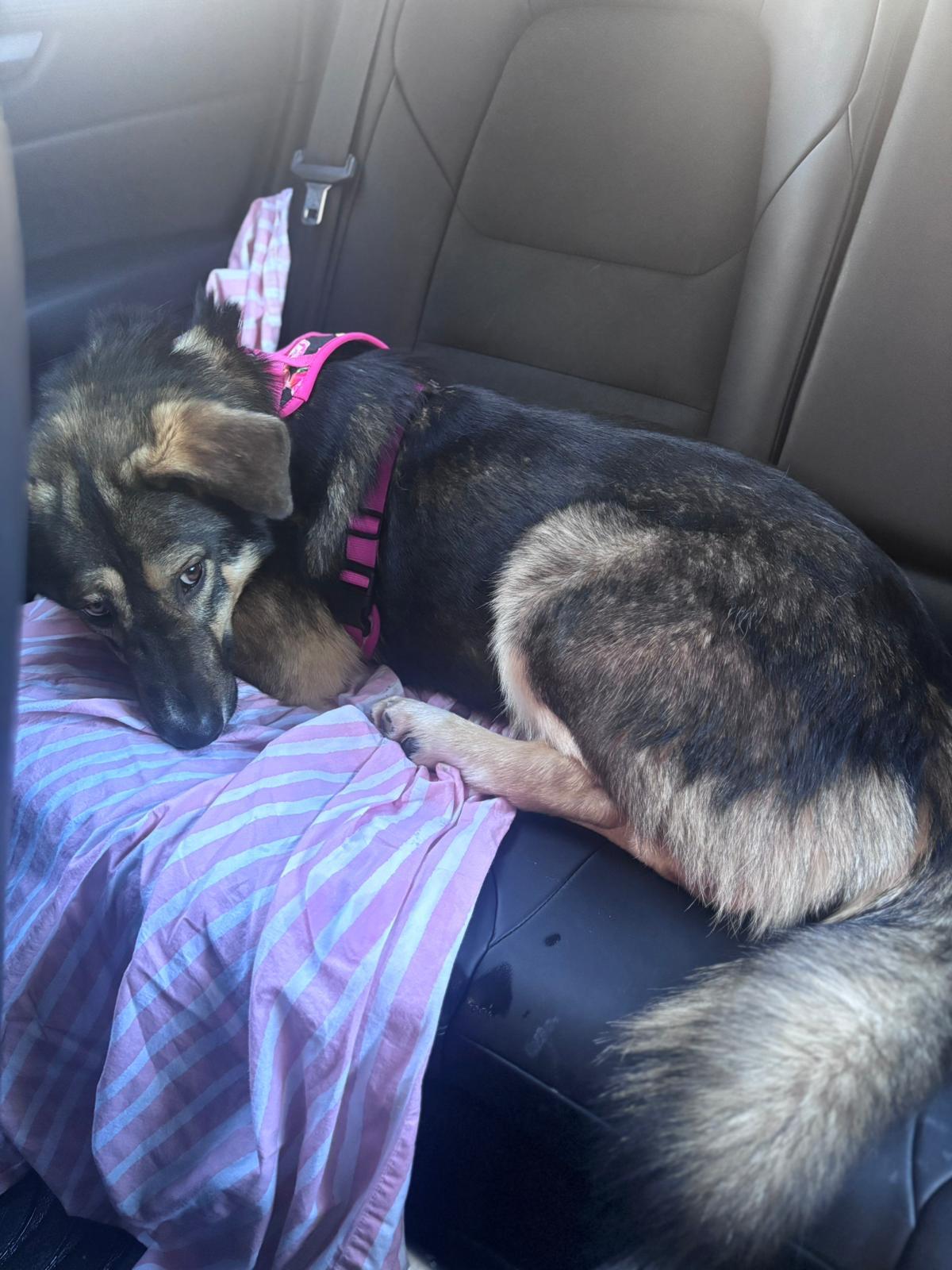 Enlarge Mikey, a ADOPTABLE mixed breed in Newmarket, ON image 5/5