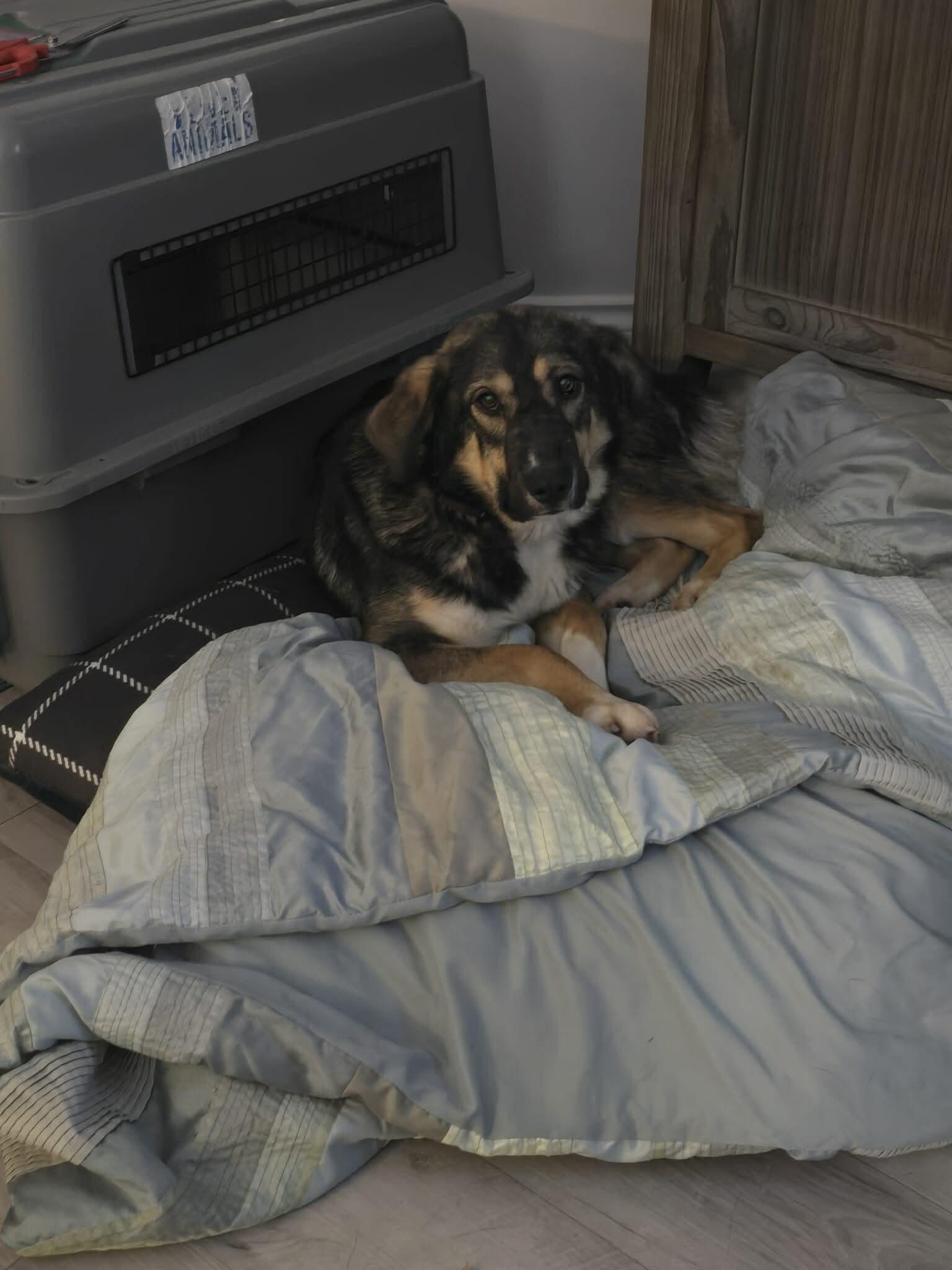 Enlarge Mikey, a ADOPTABLE mixed breed in Newmarket, ON image 4/5