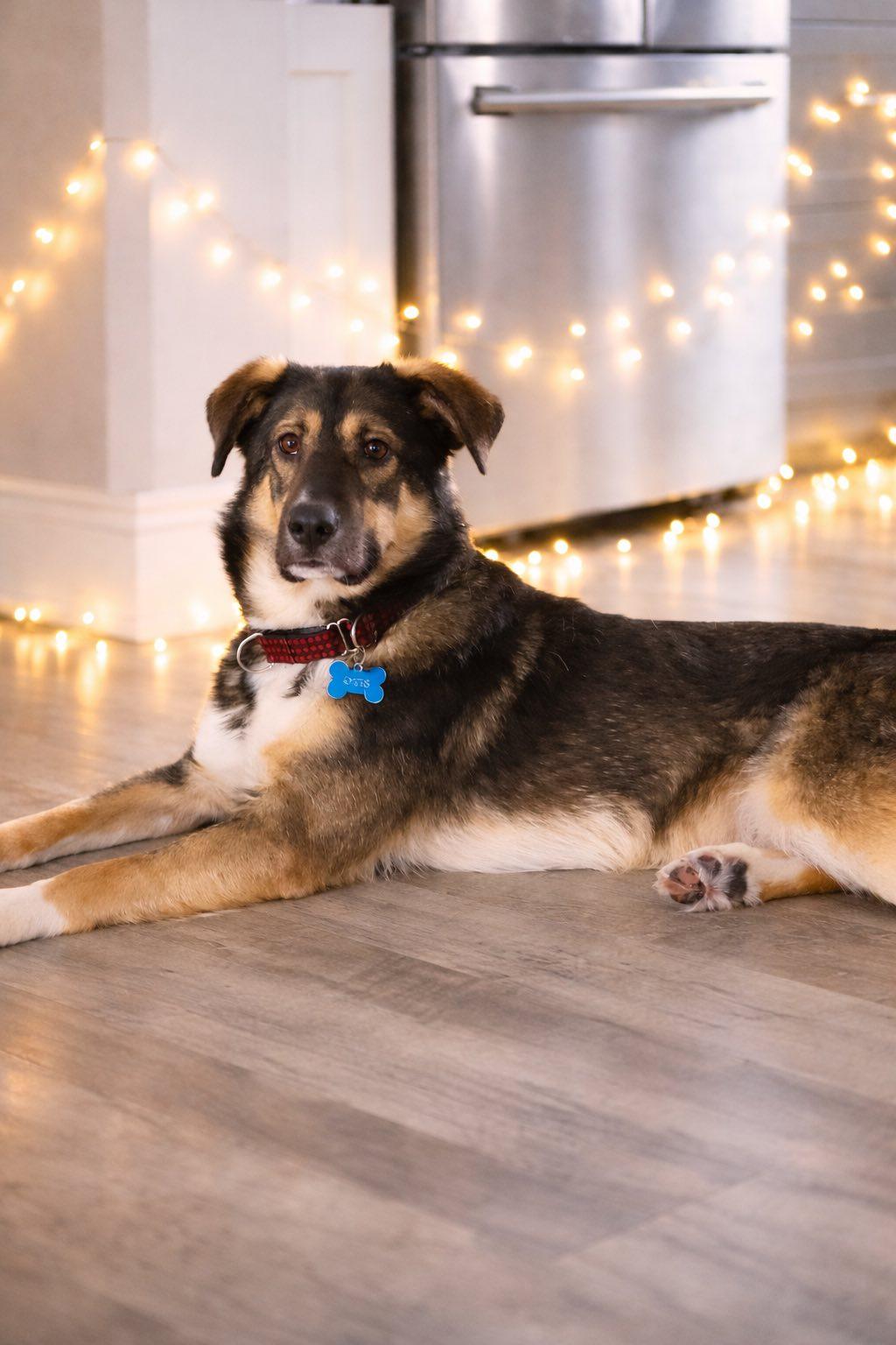 Mikey, a ADOPTABLE mixed breed in Newmarket, ON image 4/6