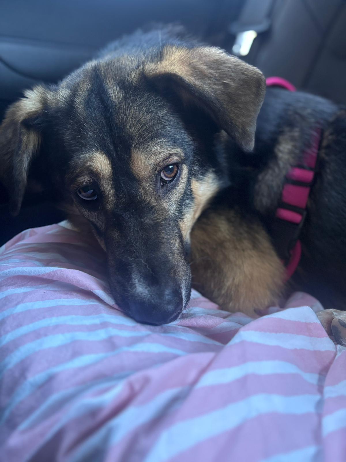 Enlarge Mikey, a ADOPTABLE mixed breed in Newmarket, ON image 1/5