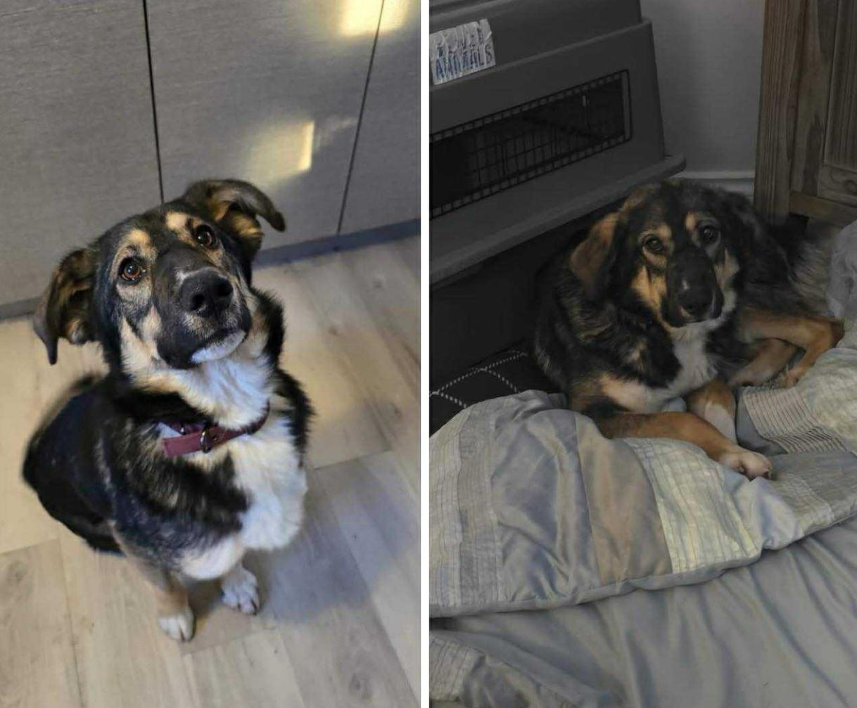 Enlarge Mikey, a ADOPTABLE mixed breed in Newmarket, ON image 3/5