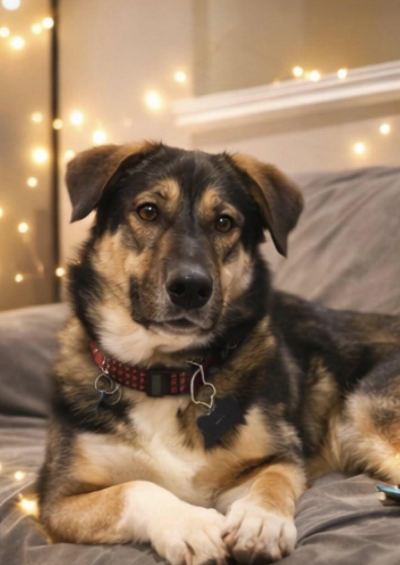 Mikey, a ADOPTABLE mixed breed in Newmarket, ON image 2/6