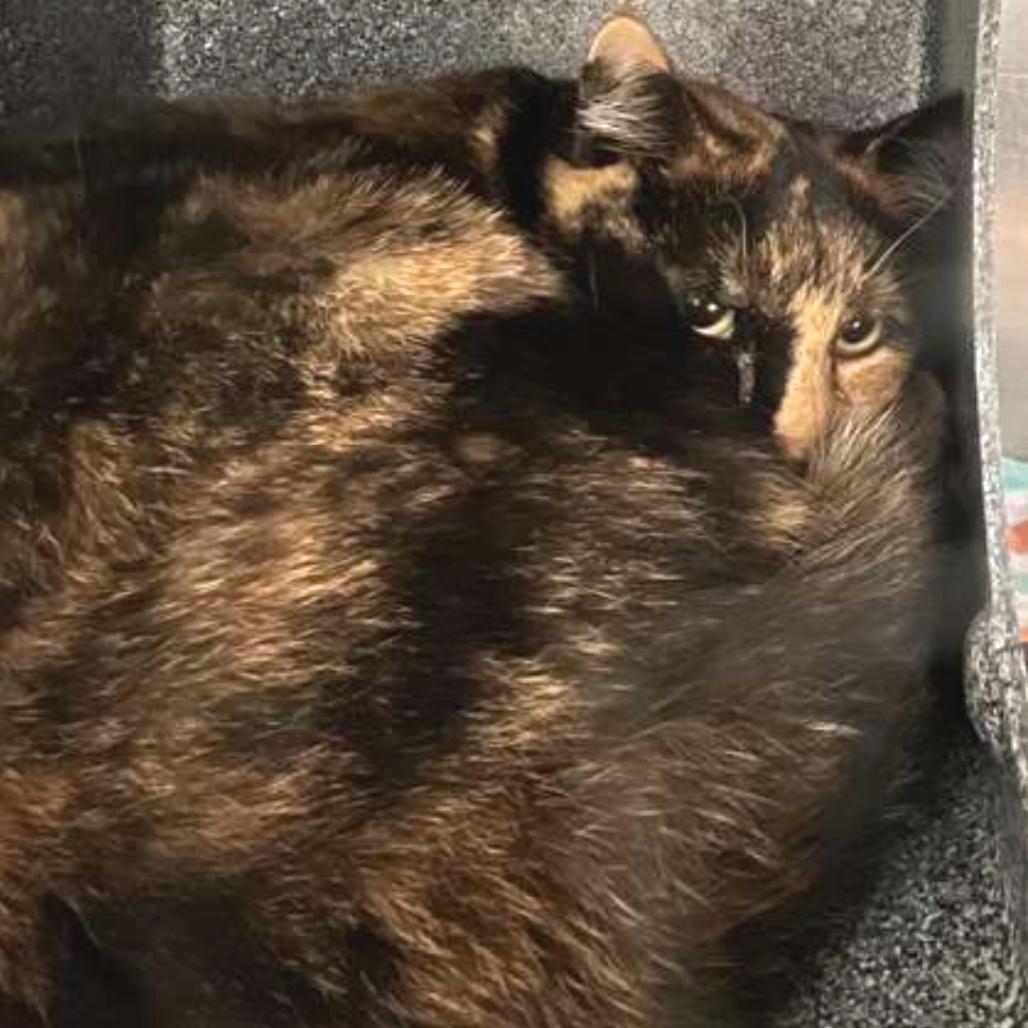 Imaginarium — thumbnail 2