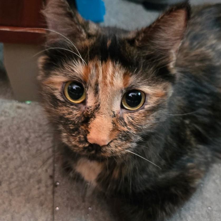 Enlarge Candi ARC26 - 345, a Adoptable Domestic Long Hair in Akron, NY image 1/1