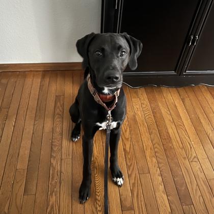 Aaron, a ADOPTABLE Mixed Breed in Dubuque, IA image 3/3